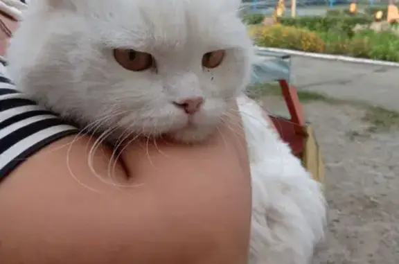 Кошка найдена в Челябинске на улице Труда