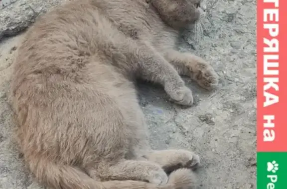 Найден котик на ул. Горького возле Лимекса