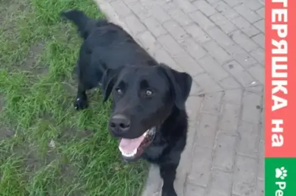 Найдена собака на ул. Краснознамённой, Воронеж