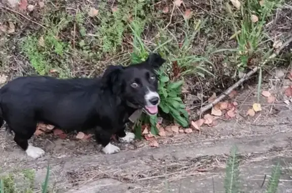 Найдена собака на улице Профсоюзная