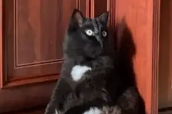 Кошки потеряшки, Казань, фото: Потеряшка кошка на ул. Академика Сахарова, Казань