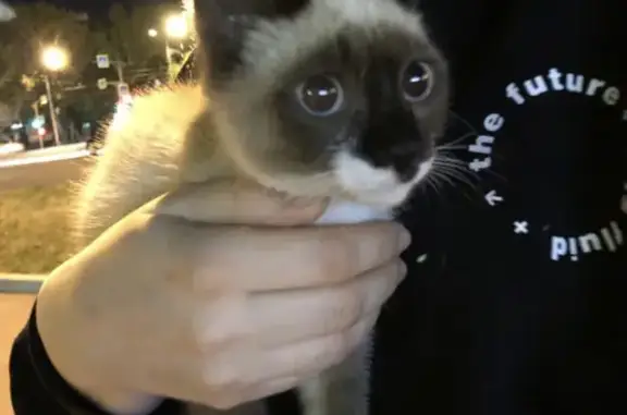 Найдена кошка на улице Щетинкина в Абакане