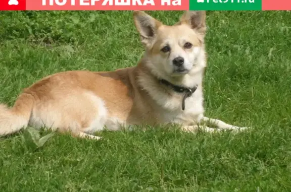 Собаки потеряшки, Санкт-Петербург, фото: Потеряшка пес возле Ленинского проспекта 94, СПб