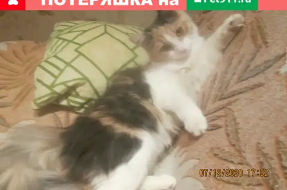 Пропала кошка Шерри на ул. Дзержинского, г. Королев