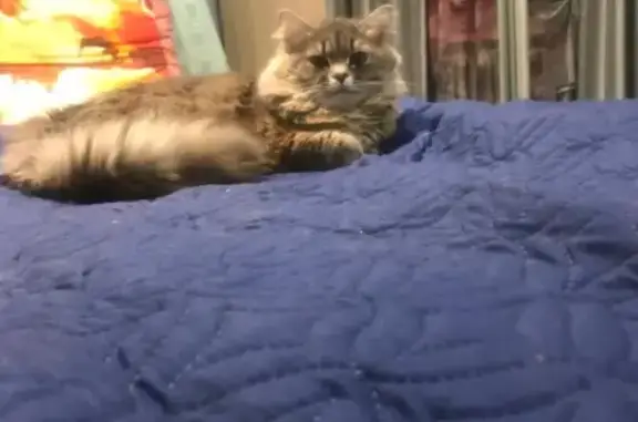 Потерянные животные Челябинск, фото: Пропал кот Тимофей на ул. Комарова 110-112 (Челябинск)