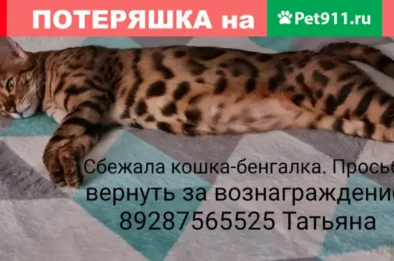 Пропала кошка на проспекте Строителей, Волгодонск.
