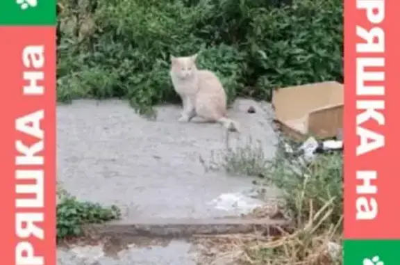Найдена кошка на улице Чичерина в Челябинске, нужна помощь