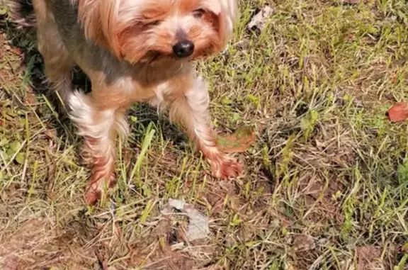 Найдена собака, Москва, фото: Найдена Йоркширский терьер в Румянцево, Московская область