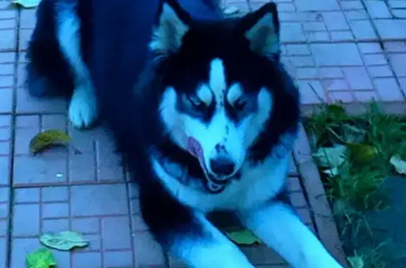 Пропала собака Хаски окрас черно-белый, Москва, Дворцовая площадь 19