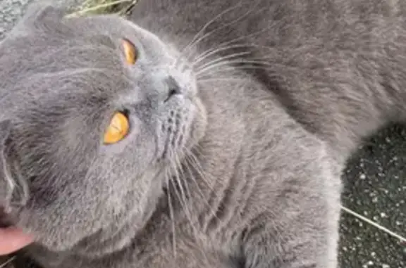 Найден шотландский кот на Ленинском проспекте, ищет дом ❤️