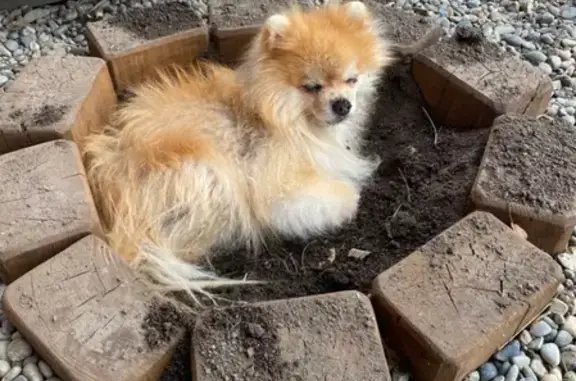 Пропала собака Арчи в парке Берёзовая роща, Новосибирск