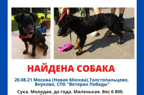 Найдена молодая собака в Толстопальцево, Внуково