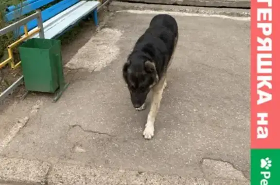 Найдена старенькая собака на ул. Ленинского Комсомола, Чебоксары