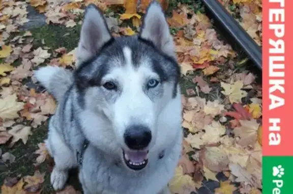 Пропала собака Хаски в Солнцеграде, номер для связи 89190328490