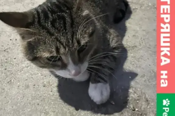 Найдена кошка в районе парка Чкалова