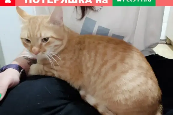 Найден рыжий котик в районе хим университета, ул. Поэта Ноздрина