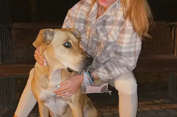 Найдена золотистая собака в Бабушкинском районе, Москва