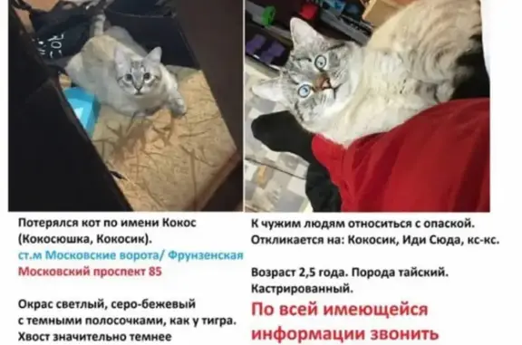 Кошки потеряшки, Санкт-Петербург, фото: Потеряшка кошка Мальчик, белый, голубоглазый: Александровская колонна, СПб, 191186.