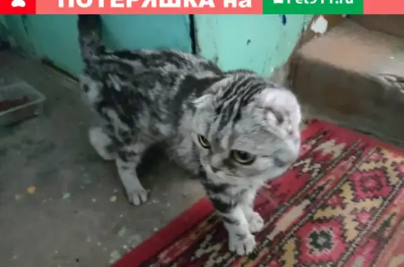 Найден кот на Ворошилова, ищет хозяев