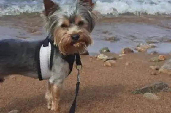 Потерянные животные Улан-Удэ, фото: Пропала собака Кекс на ул. Дарвина, Улан-Удэ