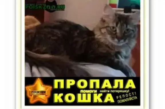 Пропала кошка на ул. Островитянова, метро 