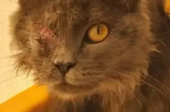 Потерянные животные Курган, фото: Пропала кошка на Урожайной улице, вознаграждение 1000 рублей.