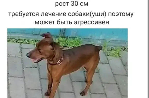Пропала собака в Бабяково, нужна помощь ветеринара