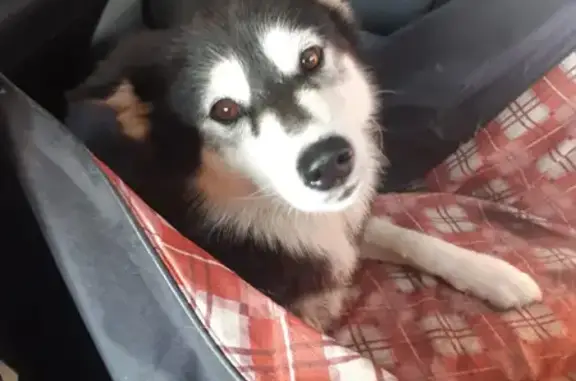 Собака найдена в Аладьино, Тверская область, Россия