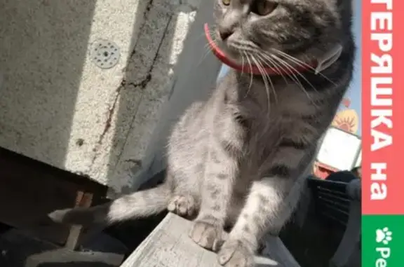 Найдена кошка около храма Божьей матери в Буграх