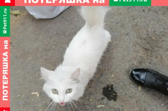 Найдена пушистая кошка на Революционной улице в Уфе