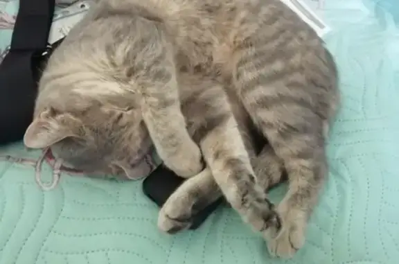 Найдена кошка на пр. Дзержинского, Оренбург