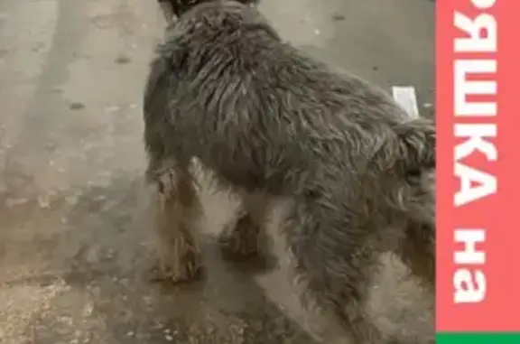 Найдена собака в Рыбацком, СПб