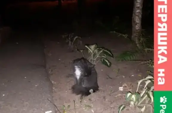 Найдена домашняя кошка с белыми лапками на ул. Миклухо-Маклая