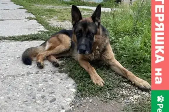 Найдена собака в Дмитрове, Немецкая овчарка, мальчик, 5-6 лет