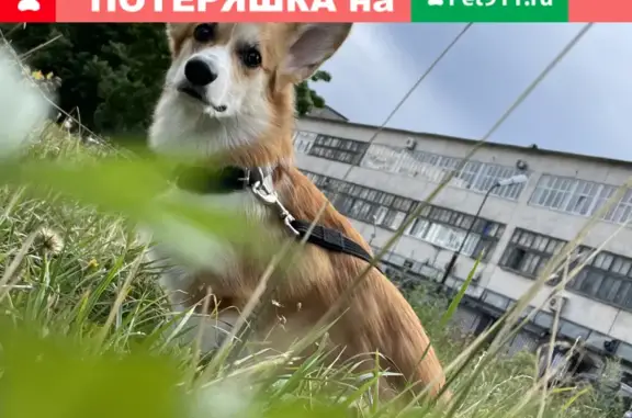 Собаки потеряшки, Санкт-Петербург, фото: Потеряшка корги Бим на Московской площади