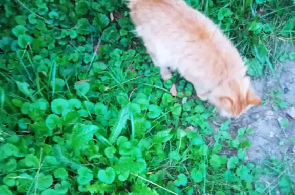 Найдена кошка в Измайловском парке, Москва