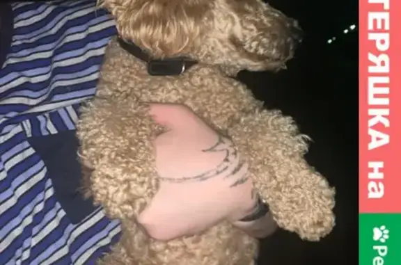 Собаки потеряшки, Томск, фото: Потеряшка собака в Кировском районе Томска