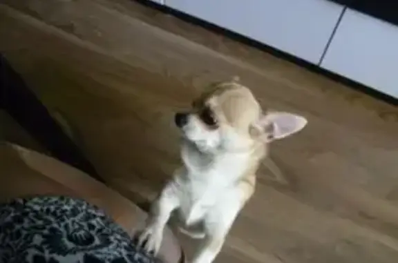 Собаки потеряшки, Санкт-Петербург, фото: Потеряшка собака на улице Седова, Санкт-Петербург