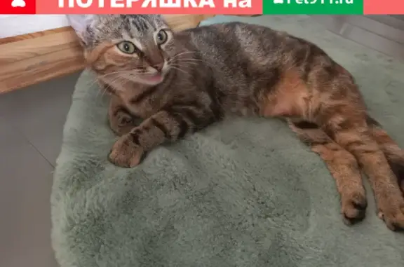 Кошки потеряшки, Ростов-на-Дону, фото: Потеряшка кошка Милка на Нансена 40, Ленинский район