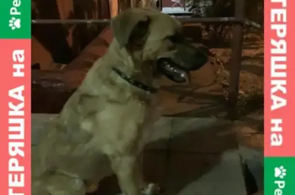 Собака найдена возле метро Чертановская, Балаклавский проспект.