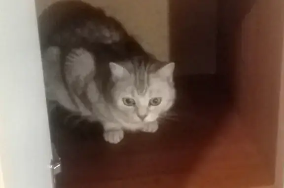 Кошки потеряшки, Ярославль, фото: Потеряшка кошка Милка - ул. Ньютона, Ярославль.