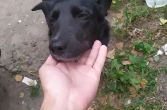 Найдена собака на улице Интернационалистов, Каштак II