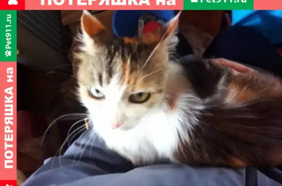 Пропала кошка на улице Куйбышева, Кисловодск, вознаграждение за информацию.