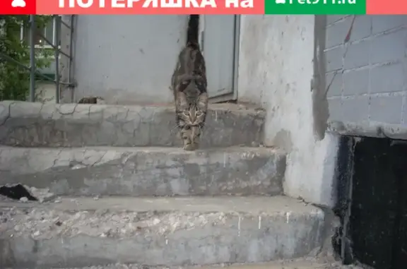 Найдена Бенгальская кошка на ул. Берзарина, Хорошёво-Мнёвники