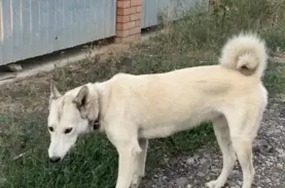 Найдена собака в посёлке Волжский, станция Курумоч