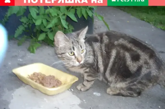 Найдена ручная кошка на ул. Берзарина 19 к2, Хозяин ищется!
