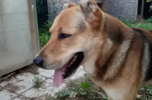 Найдена собака в Новом Быте, Чеховского района, МО