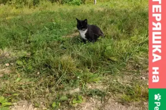 Найдена кошка в Новленском, д. Коробово, ул. Новая 22