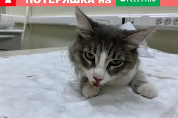 Найдена кошка около Панферова 11, ищем хозяев