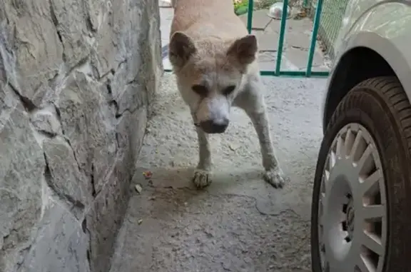 Найдена собака в районе 